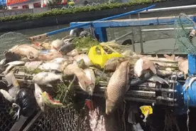 1天捞出1吨死鱼！无序放生变“杀生”，难题怎么解？图片