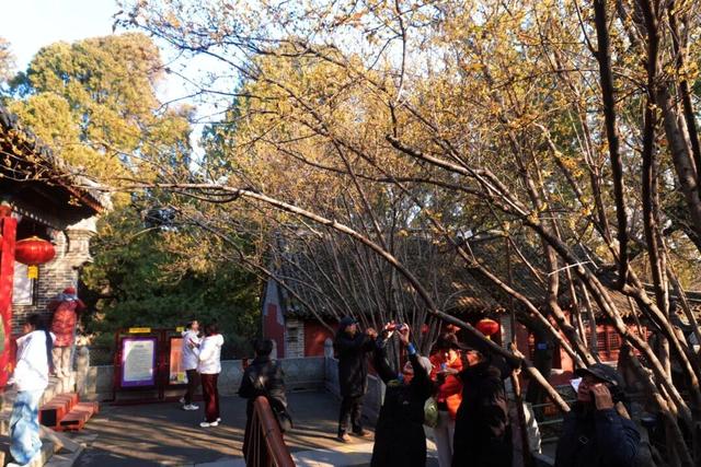 组图丨泰山王母池蜡梅映古刹 暗香醉游人