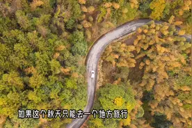 视频丨炎陵神农谷景区：水杉林“换装” 漫步其中感受“自然色”图片