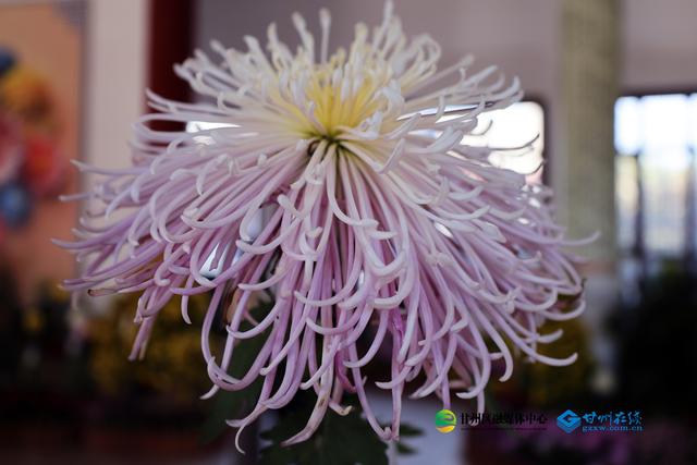 甘州府城：一半是人间烟火，一半是菊韵诗魂