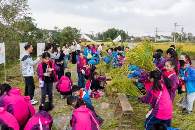美哭！扬州稻田绝美秋景别错过～