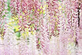 满屏粉紫色 这就是课本里的紫藤萝瀑布吧图片