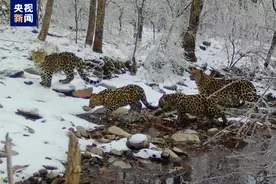 四豹同框！黑龙江东宁野生东北豹一家出来遛弯儿图片