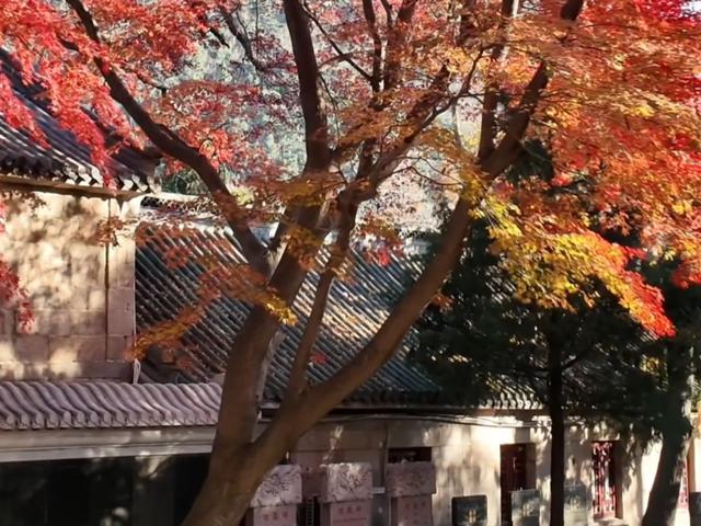 这美景谁顶得住！青岛12月藏着个“反季节”红枫秘境，错过再等一年……