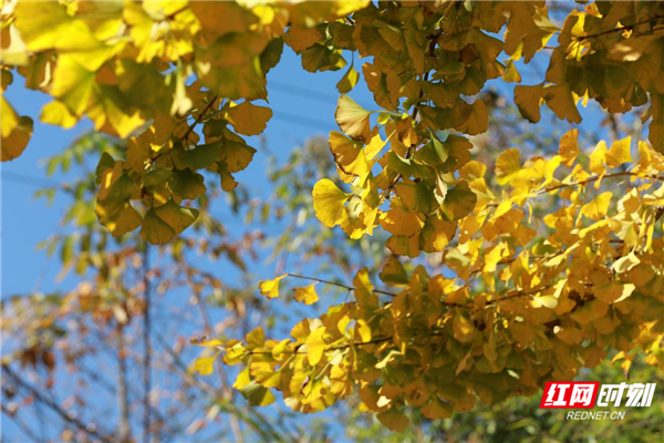 五溪秋实记丨靖州飞山：立冬未央秋韵凝诗画（福地怀化·风物季）