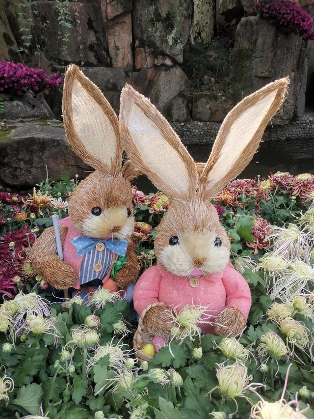 晚潮｜深秋，总要看场菊展吧