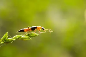 这种小飞虫是“飞行的硫酸”！看见千万别用手拍，防护指南→图片