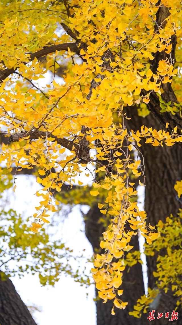 546岁汉阳树叶子全黄，进入最佳观赏期