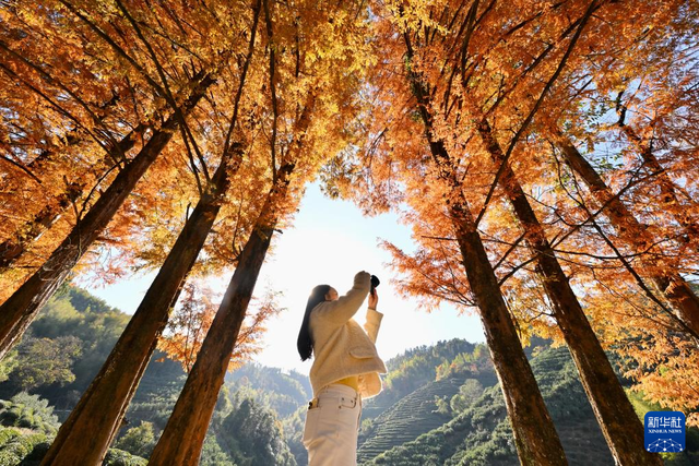 武夷冬韵醉游人