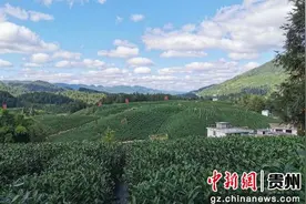 贵州德江：山水灵秀育佳茗 茶香四溢润傩乡图片