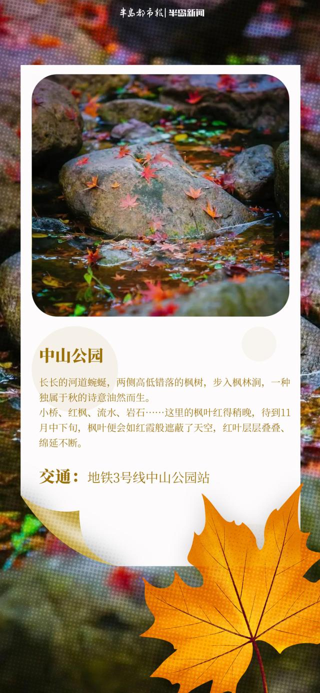 AI长图站｜青岛“枫”景上线！跟着地图，探寻“红叶秘境”