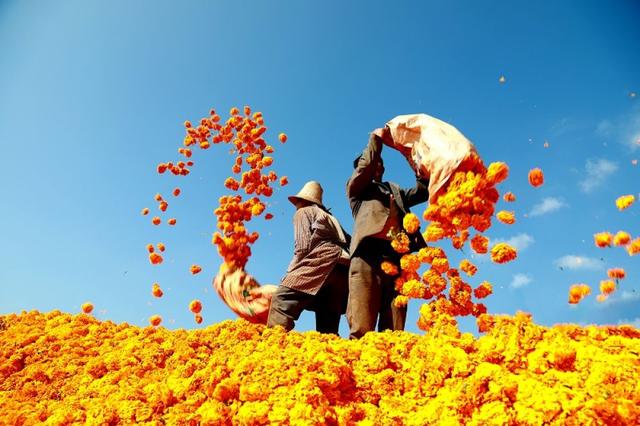 秋“丰”送爽 每帧都是“有一种叫云南的生活”