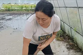 哲学里的郴州｜华塘草莓：“红颜知己”甜蜜蜜图片