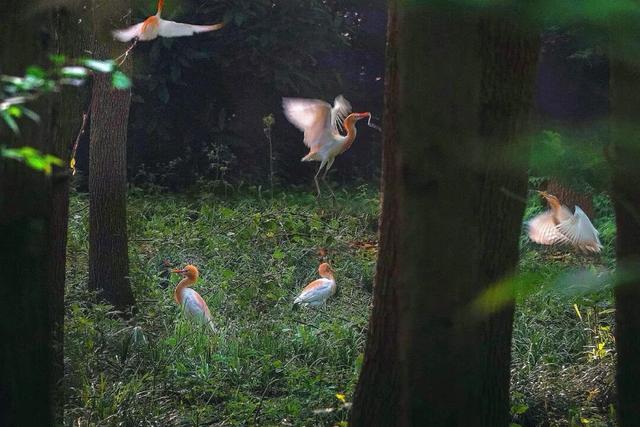 崇明这条生态研学路线，走起！