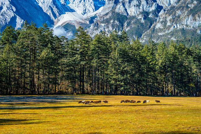看日照金山，接吉祥好运！丽江迎来“颜值巅峰期”——有一种叫云南的生活之365天