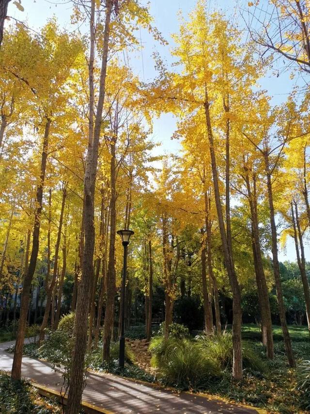 金色长廊加载中！静安这条道路银杏渐入佳境↑