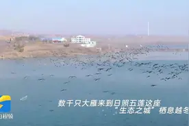 一起来过冬！千只大雁“安家”日照五莲图片