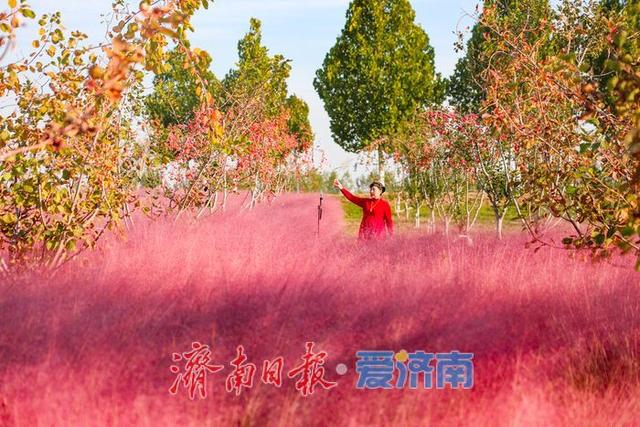 一年四季 泉在济南丨粉浪漫河岸 打卡黄河北