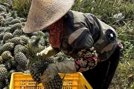 临高光吉村百亩金钻凤梨产销625万元助力乡村振兴图片