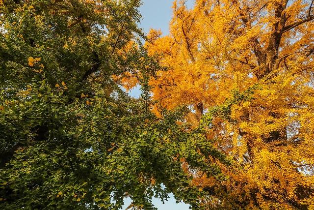 临沂：古银杏树叠翠流金