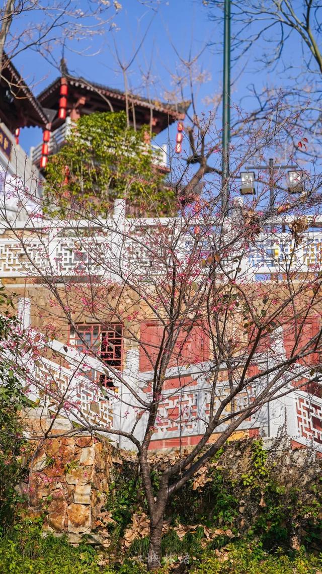 直冲20℃！武汉樱花开了