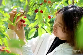洛阳市孟津区麻屯镇：“红”了大樱桃 “火”了好日子图片