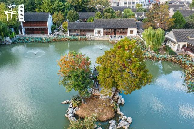 秦淮花事｜乌桕斑斓，半城秋色入画来