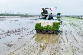 常德西湖管理区：农机插秧显身手 种田更有“科技范”图片