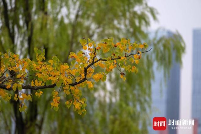 赏秋不跑远 成都多个城区公园也能看红叶｜图集