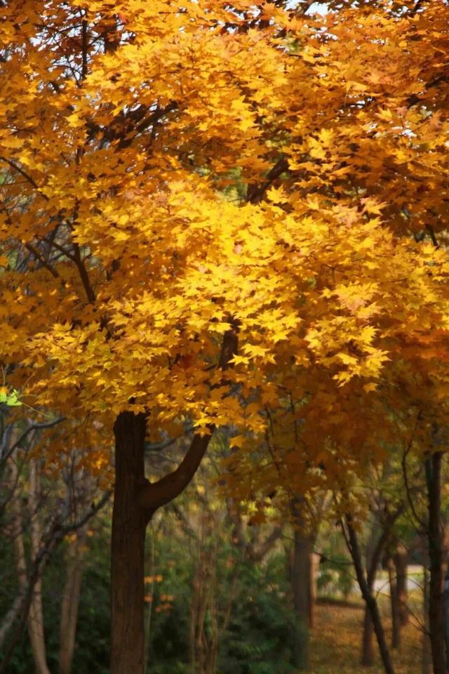 惊艳！身边的北京秋景“天花板”来了！