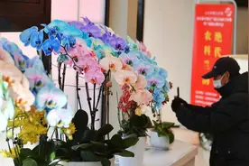北京中山公园办兰展，这一次展台上的兰花能买回家图片