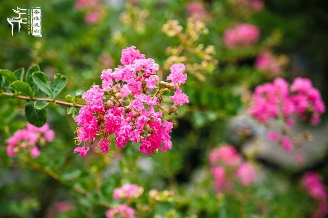秦淮花事｜紫薇