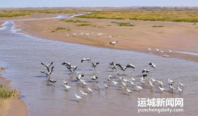 运城九大观鸟胜地邀你共赴冬日童话～