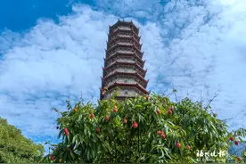 溽暑蝉鸣骤 古寺荔枝红图片