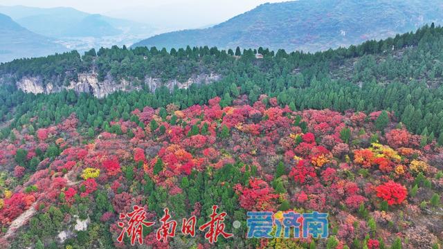 藏于深山待人识！济南西营李家庄东侧山野披“红装”，免费打卡正当时