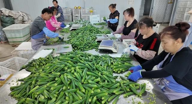 崇明水果秋葵上市，可以生吃！