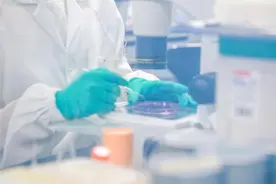 我国首个猪肾移植患者已平稳度过40天！供体猪来自在蓉高企图片