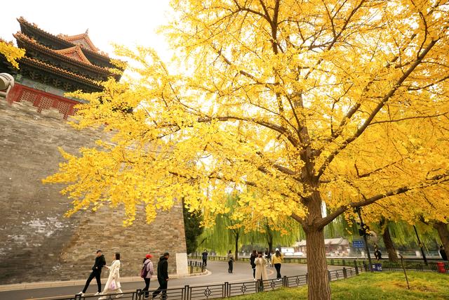 故宫筒子河畔，秋色醉人