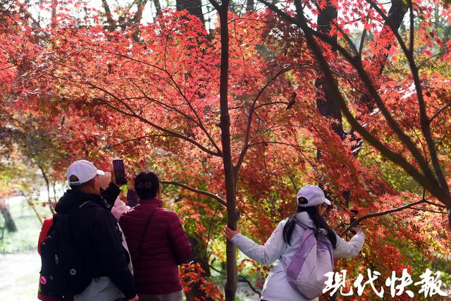 南京中山植物园红枫岗迎来最佳观赏期，色彩交响盛宴将持续至12月中旬