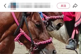 马儿"累到口吐白沫"？景区最新回应↗图片