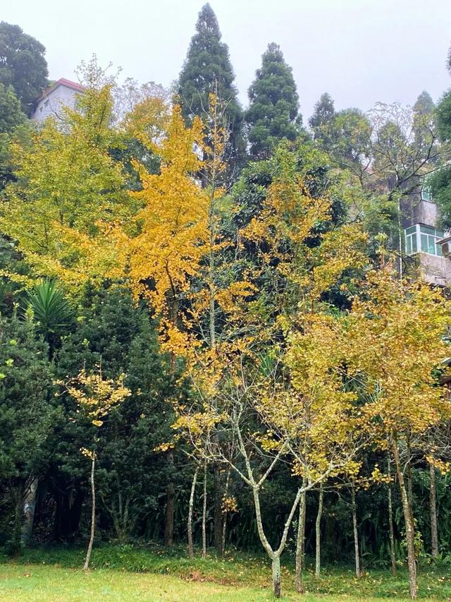 惊艳上线！福州这里变身“黄金村”！还有人靠它悄悄赚钱……