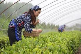 山东日照：“南茶北引”成效显图片