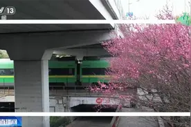 春天里的中国生机勃勃绘就锦绣画卷 “赏花经济”既有“颜值”又有“产值”图片