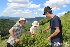 “刺疙瘩”变身“金疙瘩”！利川复兴村刺梨喜获丰收图片