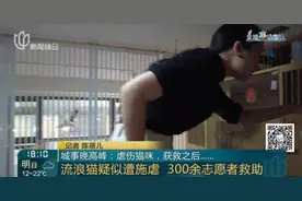 沪上知名公园流浪猫被虐！获救之后，新问题又来了……图片