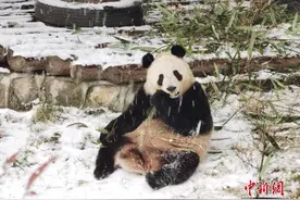 陕西西安：“国宝”大熊猫冒雪“干饭”图片
