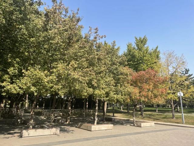 不必扎堆地坛公园！东城区赏秋攻略，一图收藏