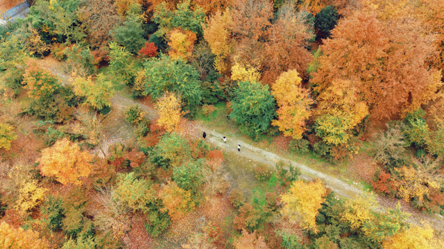 随手一拍都是大片！新都枫叶“封神”，快冲！