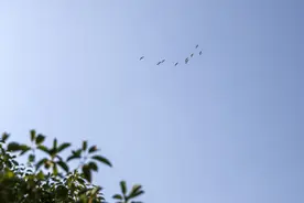 小天鹅、白鹤开始回到洞庭湖越冬，2023年首批冬候鸟抵达岳阳图片