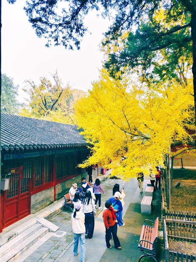 秋色正浓，北京披上美丽“彩衣”
